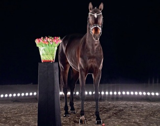 Tip Top OLD (by Toto Jr. - Benicio - San Amour I)