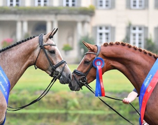 The champion mares Lady Casina (OS) and Benice (OL) :: Photo © OLD Art