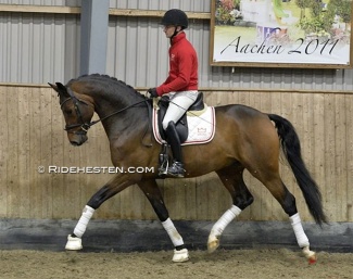 Test rider Allan Gron on Svalegards Hot Driver at the 35-Day performance test in Torring :: Photo © Ridehesten