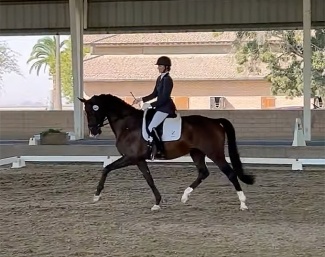 Maebria DG in her IBOP Test as part of the 2022 KWPN-NA Inspection Tour