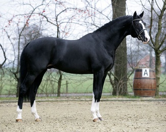 Sir Oldenburg in The Netherlands :: Photo © Team Nijhoff