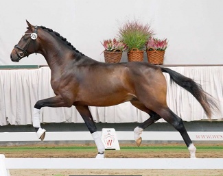 V-Power (by Viva Gold x Fidertanz) who was named champion of the 2022 Westfalian Stallion Licensing