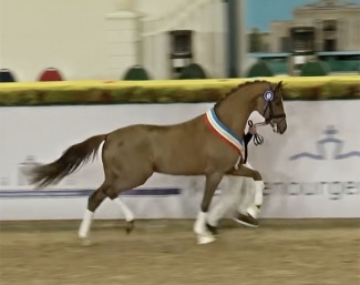 Vivino x Sir Donnerhall Son, Champion of the 2022 Mecklenburg Stallion Licensing