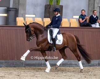 Blue Hors Baron during a stallion presentation to the press at Blue Hors during the 2022 World Championships Dressage :: Photo © Sharon Vandeput