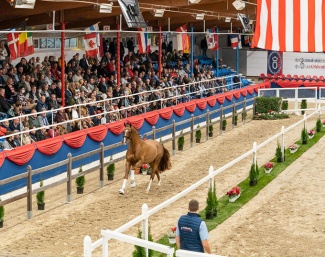 The 2023 Oldenburg Stallion Licensing begins in Vechta