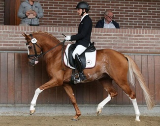 Benedek Pachl aboard Monchundaar Dragonfly in Amber at the 2023 NRPS Stallion Performance Test