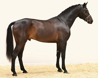 Solo Dancer (by So Unique - Dante Weltino - Fürst Romancier)