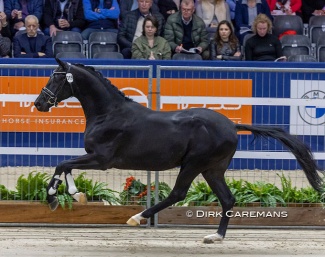 Purple Rain V.O.D. (Desperado out of Iana V.O.D (by Negro) :: Photo © Dirk Caremans