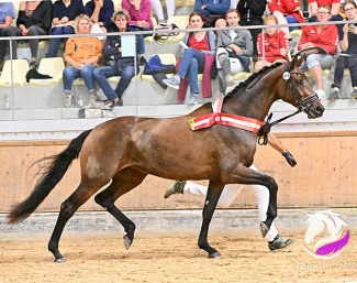 Francine wins the Win 2023 Austrian Warmblood Mare Championship :: Photo © Team Myrtill