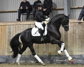 Sénégal De Fontaine (by Springbank II x Sezuan)  :: Photo © Thomas Bach Jensen/Ridehesten