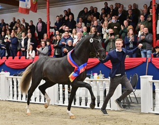 Bon Esprit (by Bon Courage), champion of the 2023 Oldenburg Stallion Licensing :: Photo © OLD