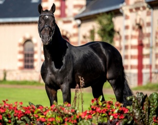 Contendro at Haras de Saint-Lô in France :: Photo © Haras de Saint-Lô