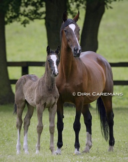 Mare and Foal :: Photo © Dirk Caremans