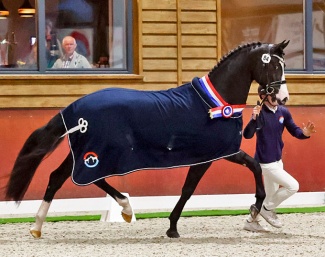 So Next Level, the champion of the 2025 NRPS Stallion Licensing :: Photo © Sandra Nieuwendijk