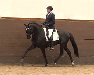 Majestic Justice (by Majestic Taonga x Wladimir OA x Master)