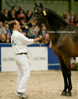 Indoctro at the 2006 KWPN Stallion Licensing where he was proclaimed preferent sire :: Photo © Dirk Caremans
