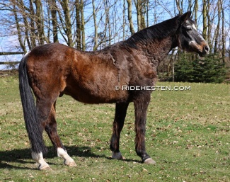 Michellino on 31 March 2025, his final day on earth :: Photo © Ridehesten