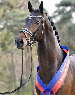 champion stallion Zarenstern by Zuperman – San Amour :: Photo © Beelitz