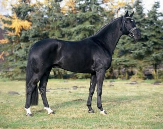 Dauphin at Aileron stables in Canada
