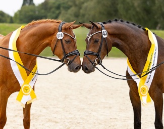 Champion Mare  Joyride (right) and reserve Champion Mare  Embella Rose (left) :: Photo © Hannoveraner Verband)