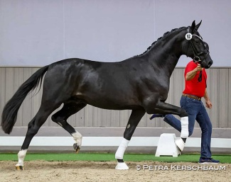 Blank Space (by Bonderas x San Amour x Depardieu), bred by Petra Kerschbaum :: Photo © Petra Kerschbaum