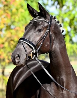 Colt by Fellini x Connery x Biotop :: Photo © Trakehner Verband