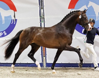 So Next Level, the champion of the 2025 NRPS Stallion Licensing :: Photo © Sandra Nieuwendijk