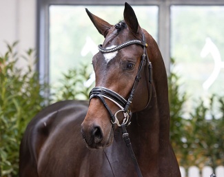 Colt by Escaneno - Lauries Crusador xx - Ferro - Breeder: Zuchthof Dree Boeken :: Photo © Hannoveraner Verband