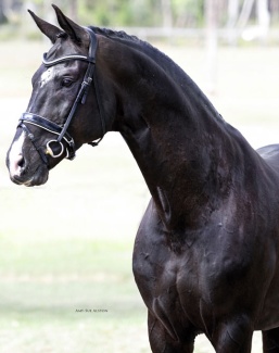Stedinger at Springside Warmbloods in Australia :: Photo © Amy Sue Alston