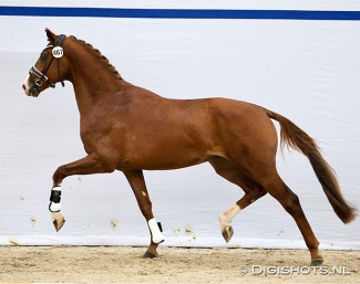 Titanium, who is by the now gelded New Orleans out of a Feel Good x Jazz dam, at the pre-selection for the 2026 KWPN Stallion Licensing :: Photo © Digishots