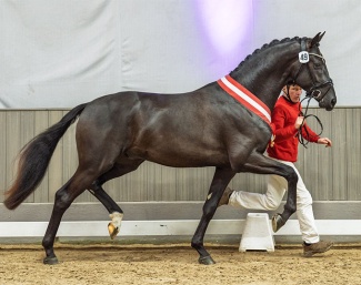 Champion Stallion by So Perfect x Dream Boy :: Photo © Recki