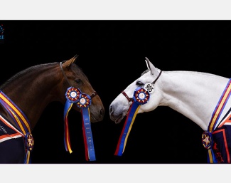 U.S.P.R.E. Celebrates the PRE Horse at Ibericon 2025: champions Santiago HGF and Helena :: Photos © Lily Forado