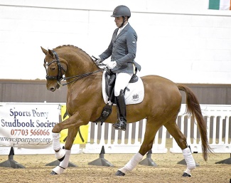 Woodlander Wavavoom :: Photo © Horse Power Creative