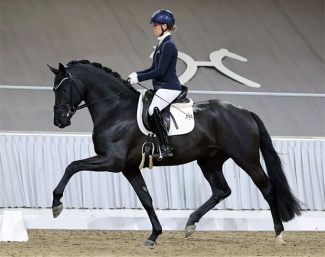 Sina Aringer on Grey Tonic at the Verden suitability test :: Photo © LL-foto