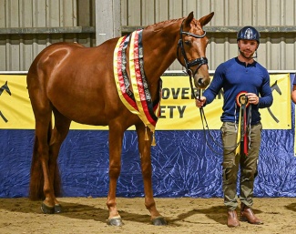 Ophelia was named supreme champion at the 2026 British Hanoverian annual show
