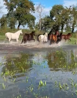 Flooded fields at Elevage Massa