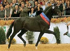 Stedinger, champion of the 2002 Oldenburg Stallion Licensing