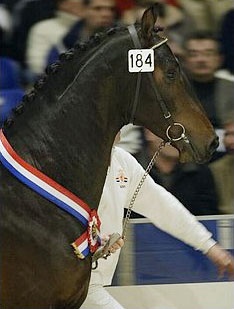 Tornado, the 2003 KWPN Licensing Champion :: Photo © Dirk Caremans