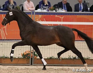 Indian Rock at the 2016 KWPN Stallion Licensing:: Photo © LL-foto