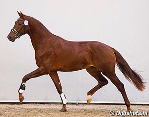 Kibo  (by Jaz x Totilas x Florencio) :: Photo © Digishots