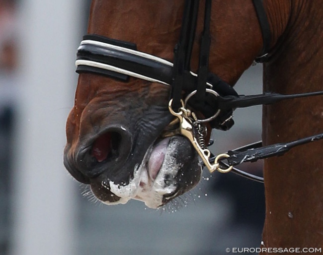 Restrictive noseband  :: Photo © Astrid Appels