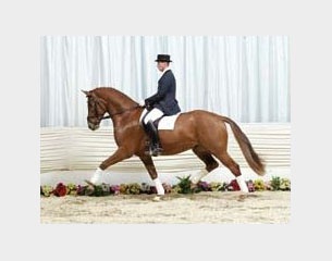 Donnerhall Junior :: Photo © Tammo Ernst