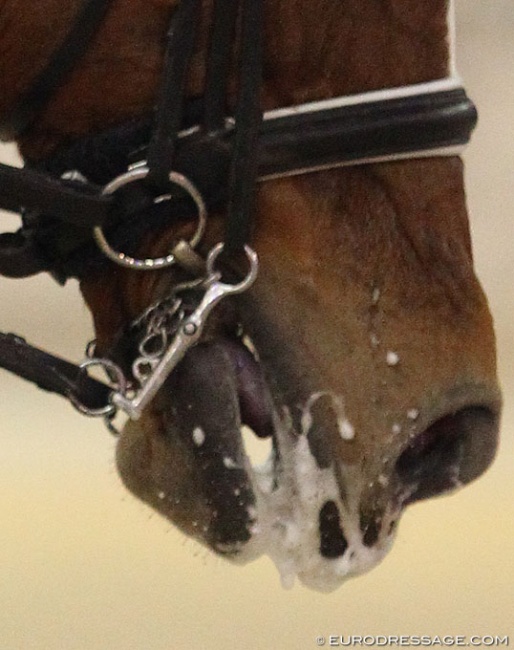 The latest trend in dressage: nosebands extremely high touching the cheekbone :: Photo © Astrid Appels