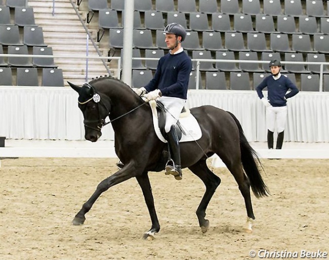 Philipp Hess test riding Frascino in the 2018 Verden Stallion Sport Test :: Photo © Christina Beuke