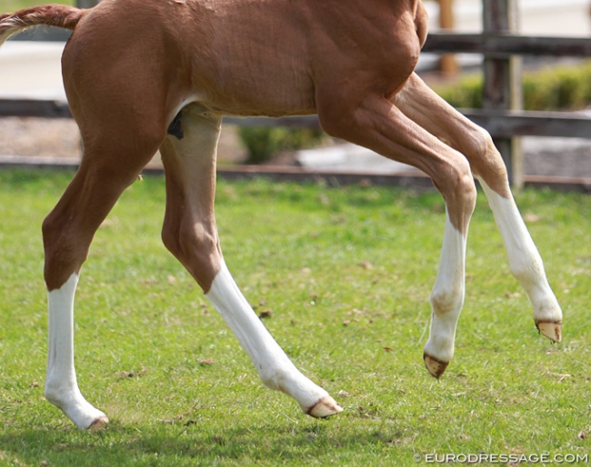 Young foal with healthy legs :: Photo © Astrid Appels