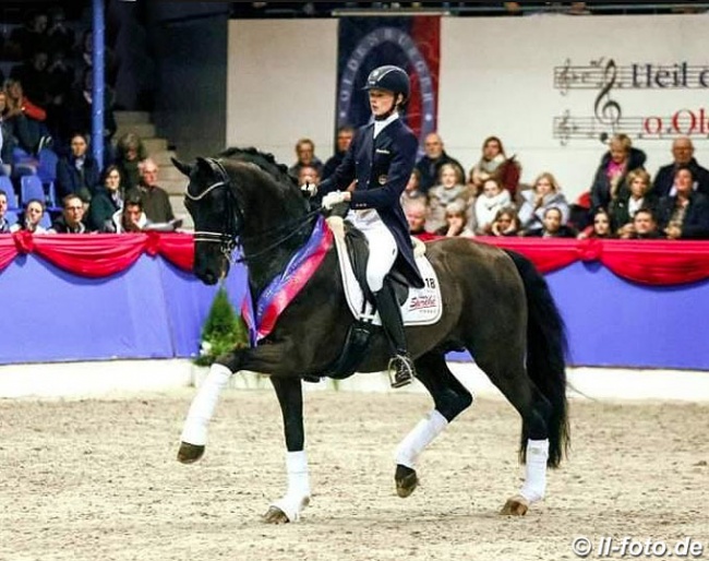 Kirsten Biermann on Furst Wilhelm at the 2017 Oldenburg Althengst Parade :: Photo © LL-foto
