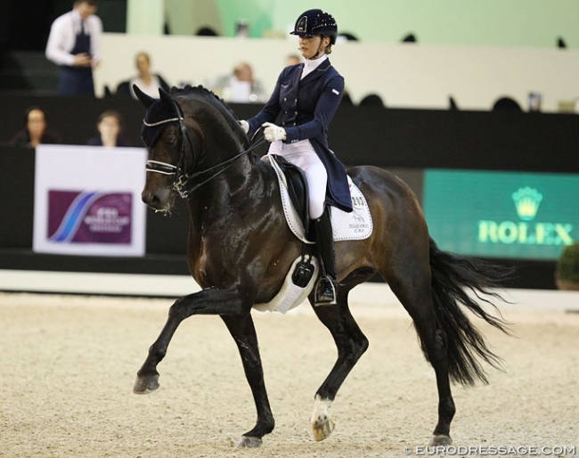 KWPN Licensed Grand Prix stallion Apache - All KWPN stallions will be tested for WFFS :: Photo © Astrid Appels