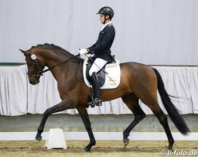 D'Alessandro (by Don Frederic x Stedinger) in the 2018 Munster Sport Test :: Photo © LL-foto