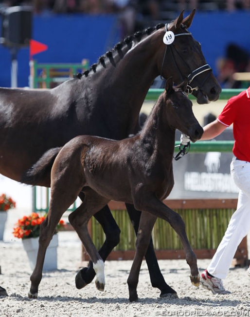 Fellini (by Franklin x Sezuan) at the 2018 Nordic International Sales :: Photo © Astrid Appels