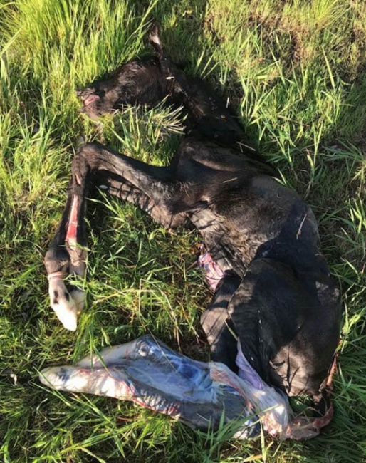 Stillborn WFFS foal in Denmark